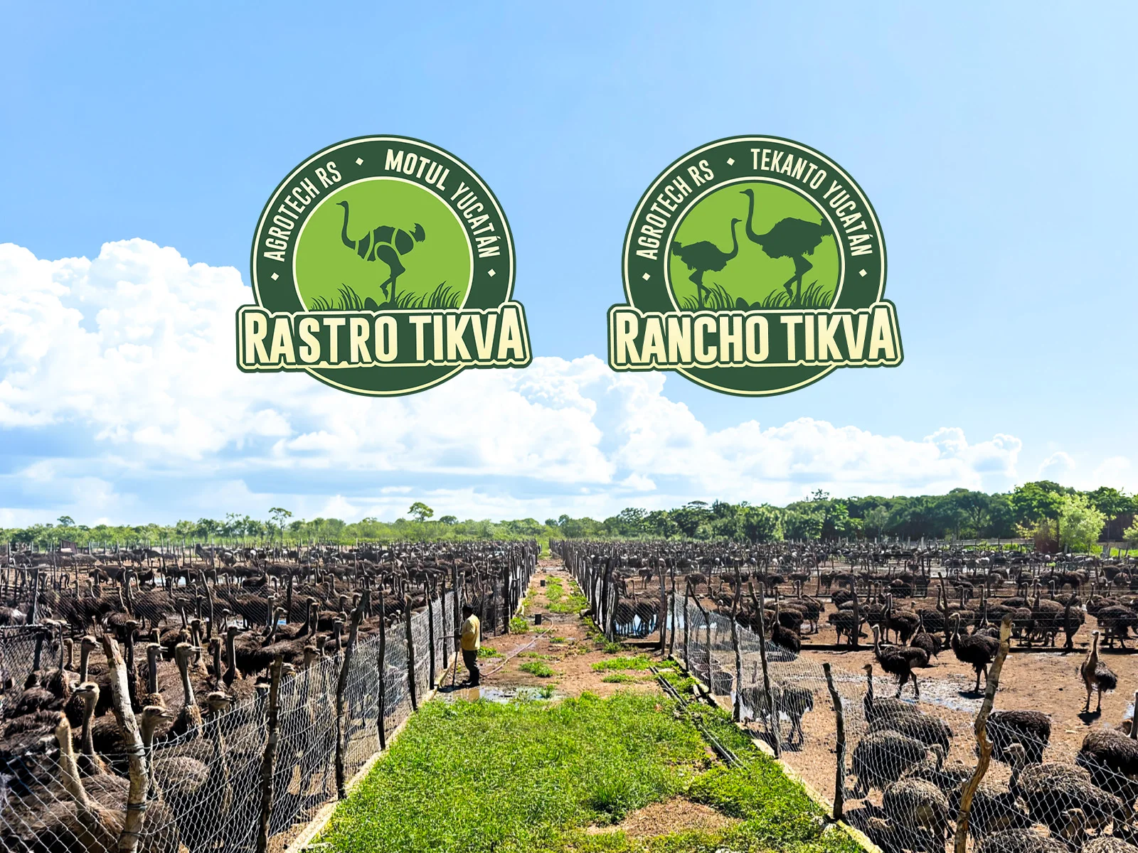 Rancho Tikva, productor de carne de avestruz en Tekantó, Yucatán
